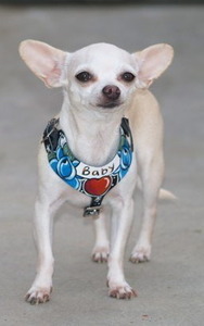 Tattoo X-small leather dog harness/cat harness Chihuahua,Yorkie